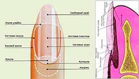 Немного о ногтях nemnogo-o-nogtyakh